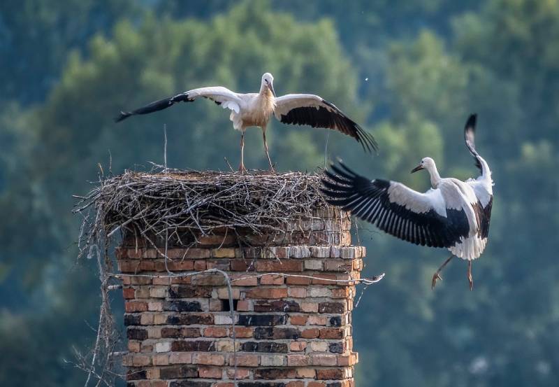 Professional Chimney Animal Removal Services in Granada Hills, California